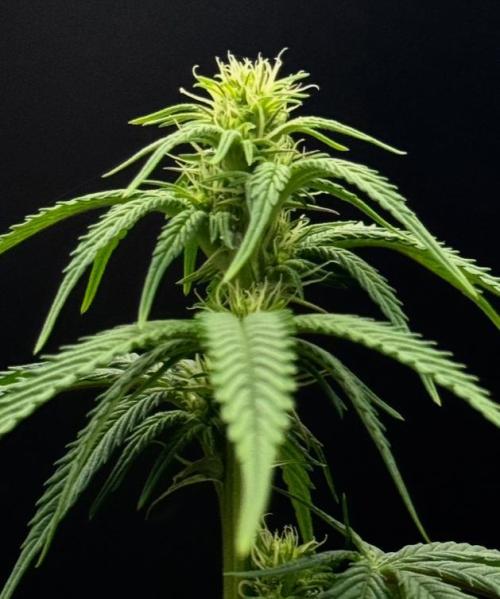 Plant Grow Lights. Week 15