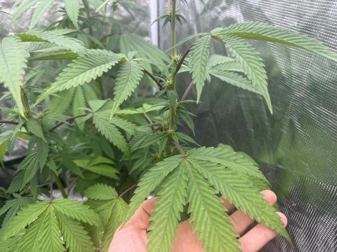 Island seeds in the Mainland. Week 12