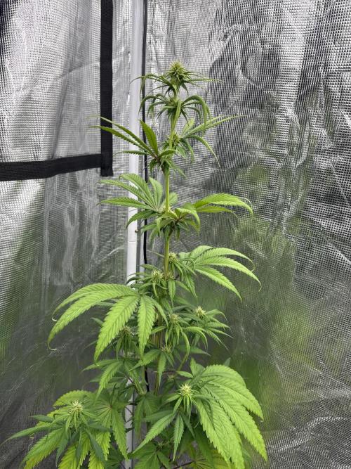 Island seeds in the Mainland. Week 13