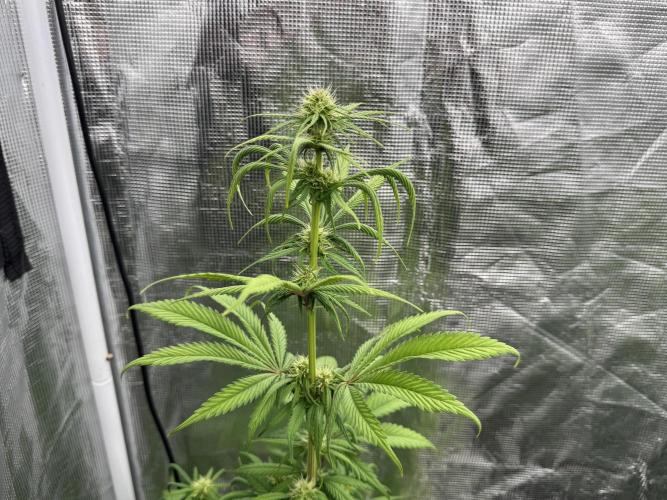 Island seeds in the Mainland. Week 13