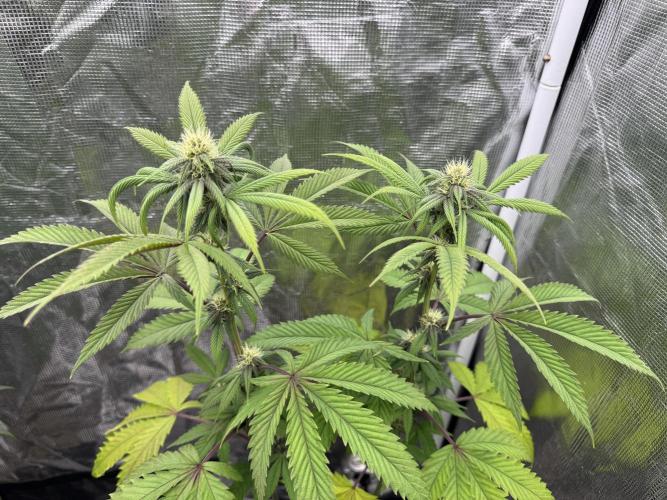 Island seeds in the Mainland. Week 13
