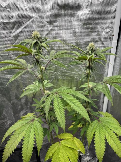 Island seeds in the Mainland. Week 13