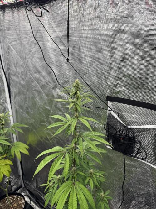 Island seeds in the Mainland. Week 13