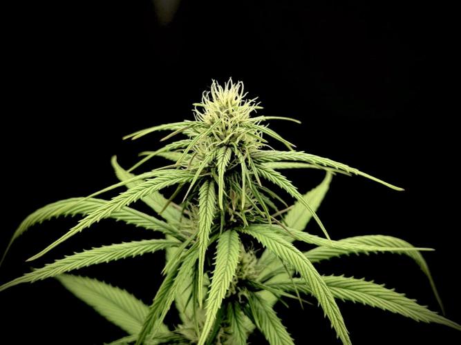 Island seeds in the Mainland. Week 13