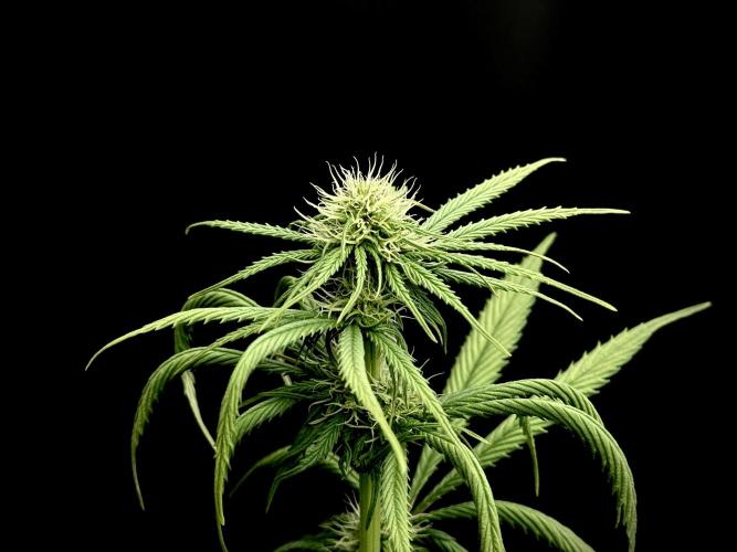Island seeds in the Mainland. Week 13