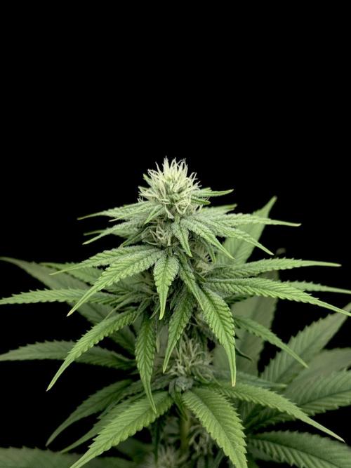 Is it a Boy or Girl? (bagseed). Week 16