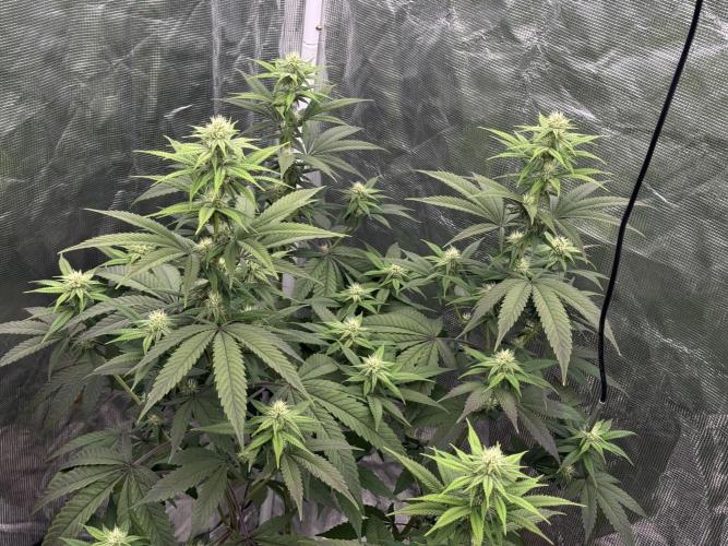 Is it a Boy or Girl? (bagseed). Week 16