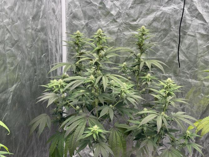 Is it a Boy or Girl? (bagseed). Week 16