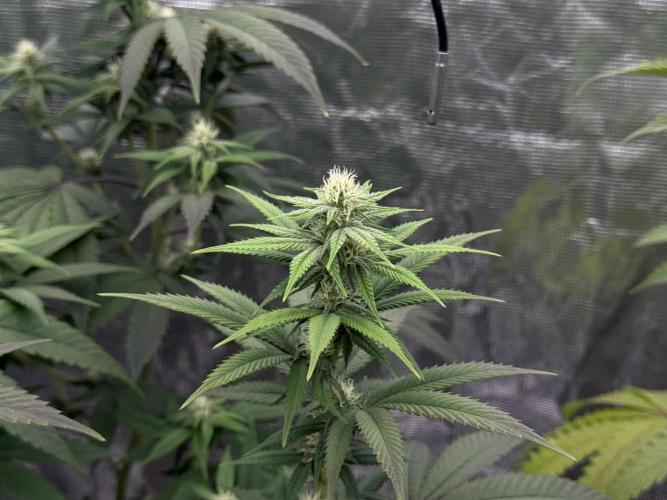 Plant Grow Lights. Week 16