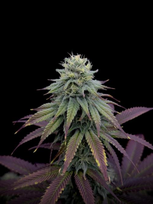 Is it a Boy or Girl? (bagseed). Week 18