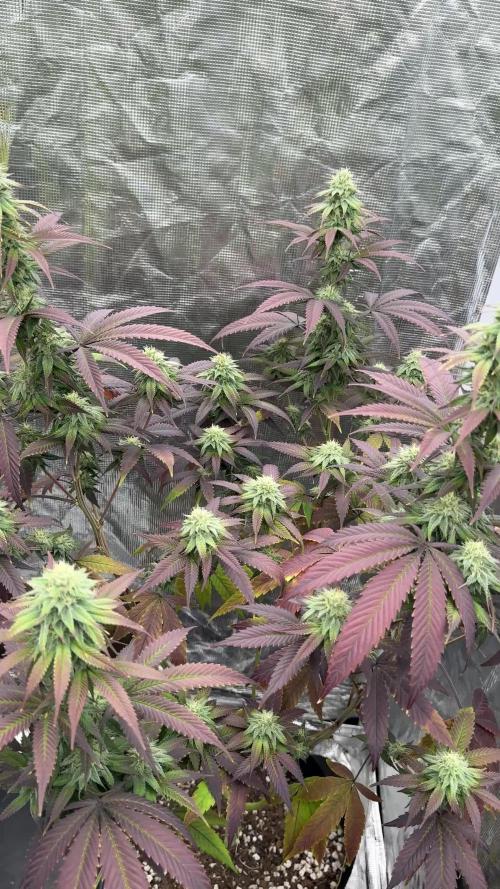 Is it a Boy or Girl? (bagseed)
