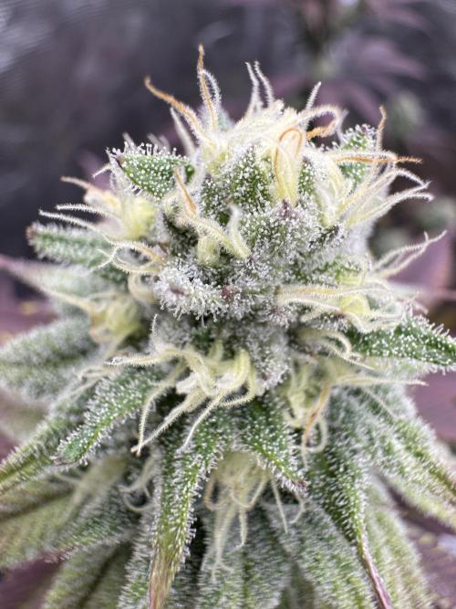 Is it a Boy or Girl? (bagseed). Week 18