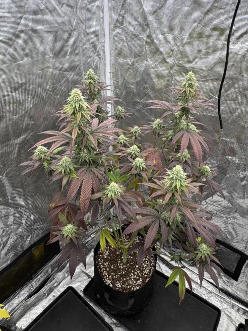 Is it a Boy or Girl? (bagseed). Week 18