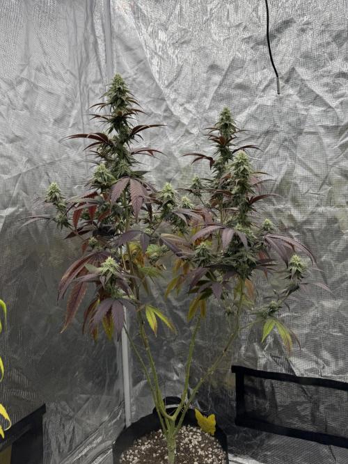 Is it a Boy or Girl? (bagseed). Week 18