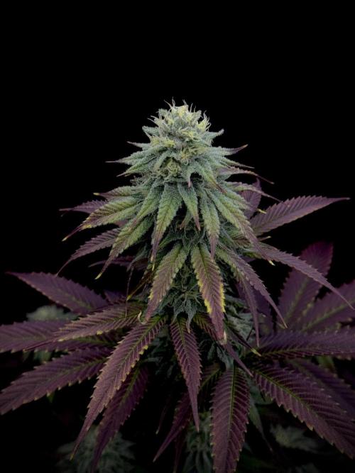 Plant Grow Lights. Week 18
