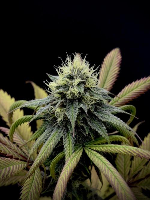 Island seeds in the Mainland. Week 15