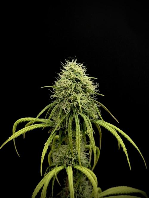 Island seeds in the Mainland. Week 15
