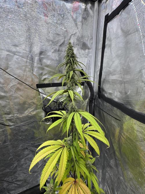 Island seeds in the Mainland. Week 15