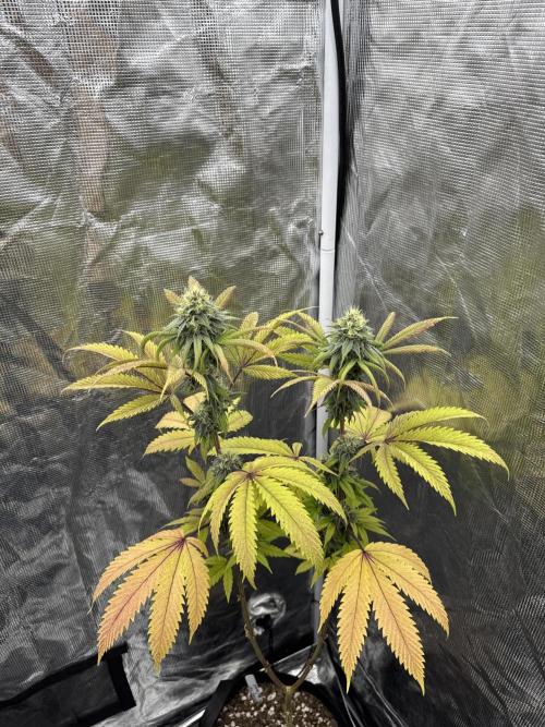 Island seeds in the Mainland. Week 15