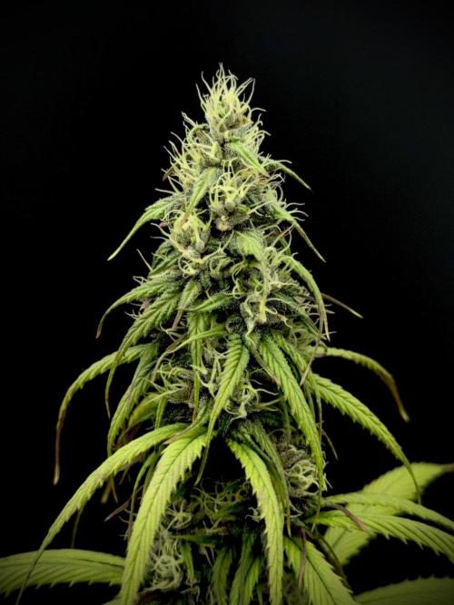 Island seeds in the Mainland. Week 15