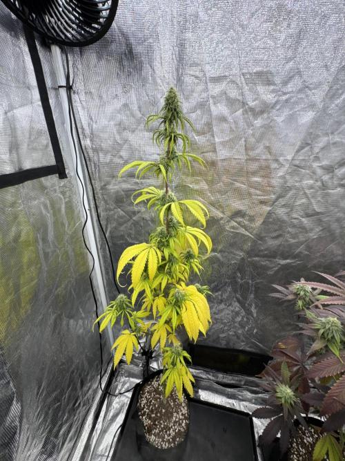 Island seeds in the Mainland. Week 15