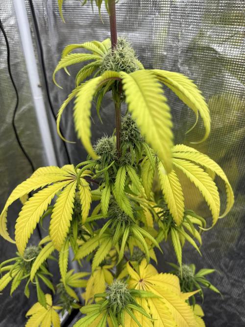 Island seeds in the Mainland. Week 15
