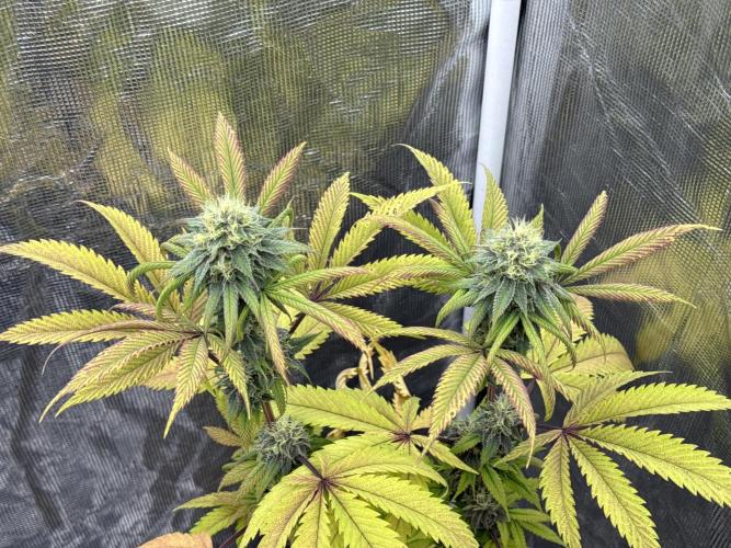 Island seeds in the Mainland. Week 15