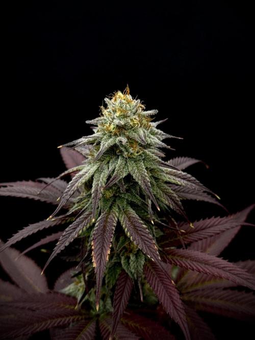 Is it a Boy or Girl? (bagseed). Week 19