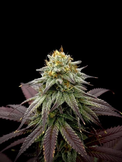 Is it a Boy or Girl? (bagseed). Week 19
