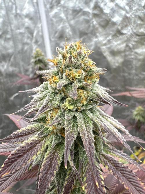 Is it a Boy or Girl? (bagseed). Week 19