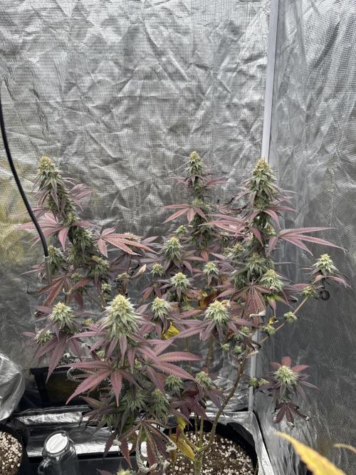 Is it a Boy or Girl? (bagseed). Week 19