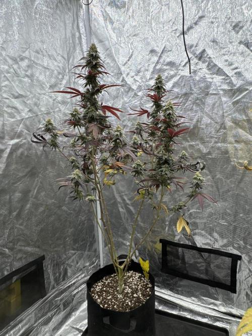 Plant Grow Lights. Week 19