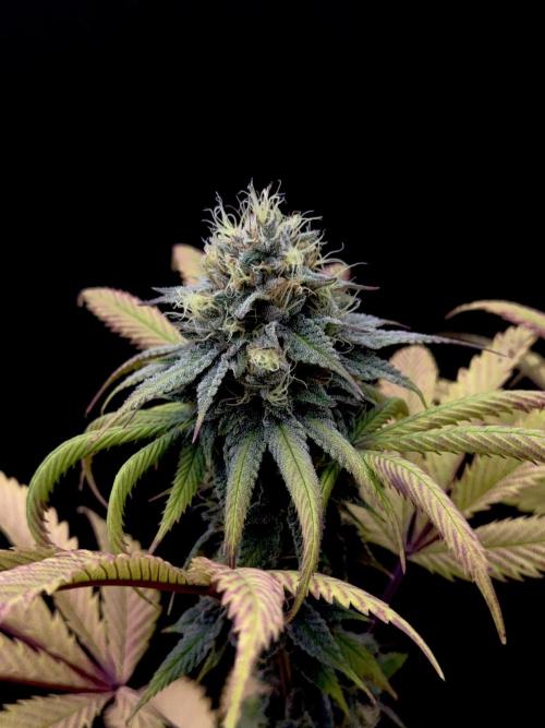 Island seeds in the Mainland. Week 16