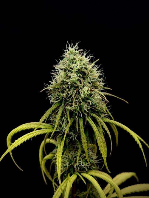 Island seeds in the Mainland. Week 16