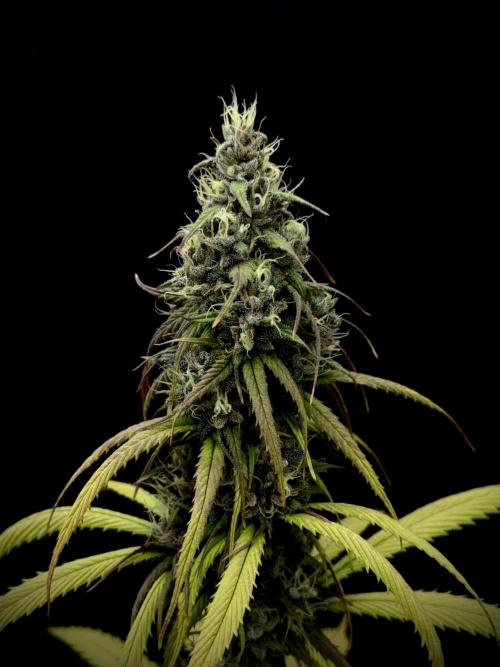 Island seeds in the Mainland. Week 16