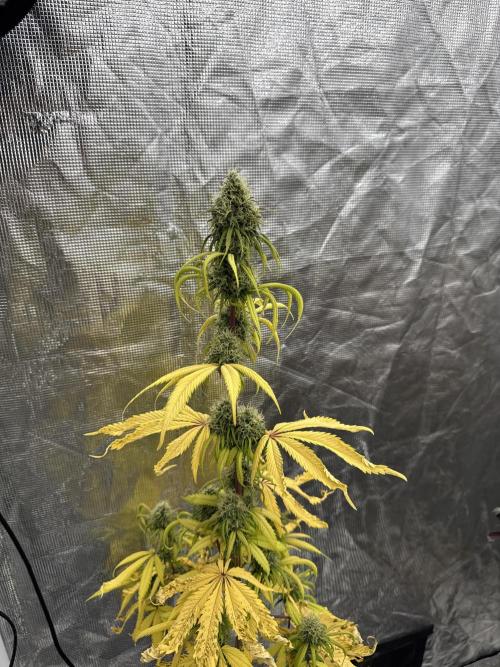 Island seeds in the Mainland. Week 16