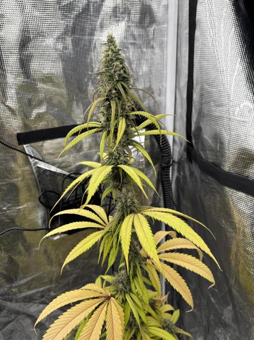 Island seeds in the Mainland. Week 16