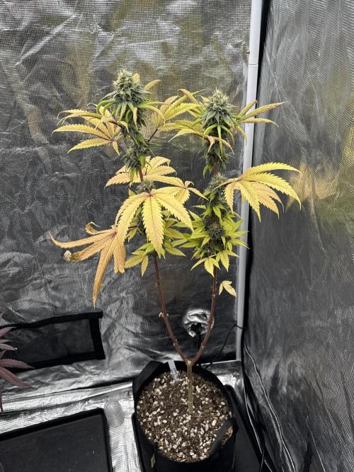 Island seeds in the Mainland. Week 16