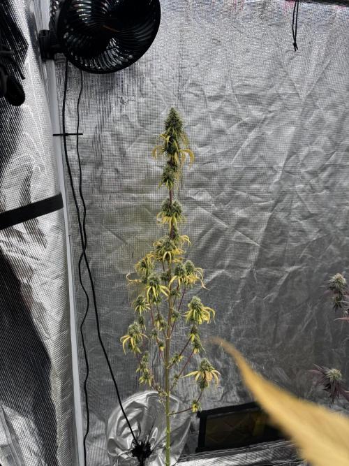 Island seeds in the Mainland. Week 17