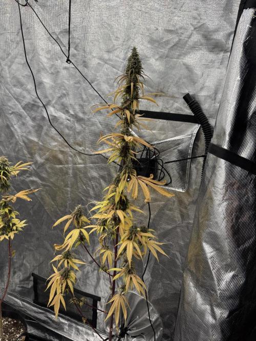 Island seeds in the Mainland. Week 17