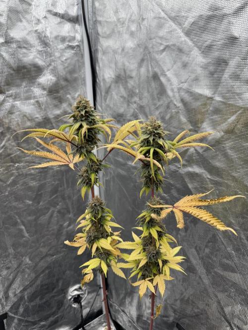 Island seeds in the Mainland. Week 17