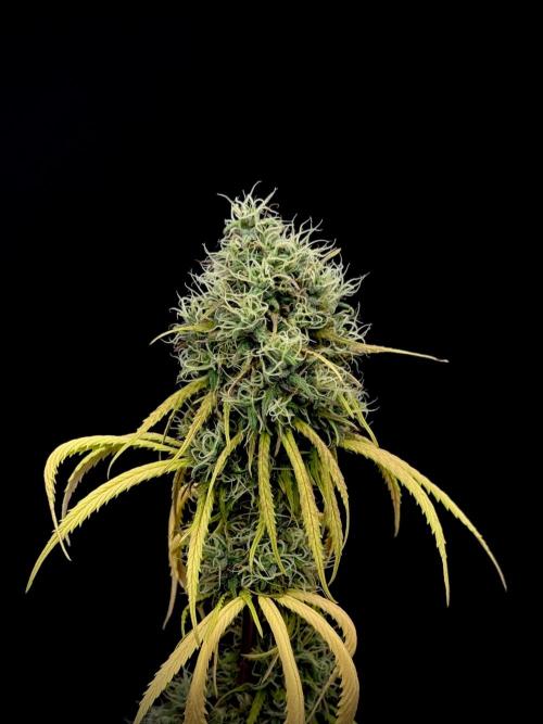 Island seeds in the Mainland. Week 17