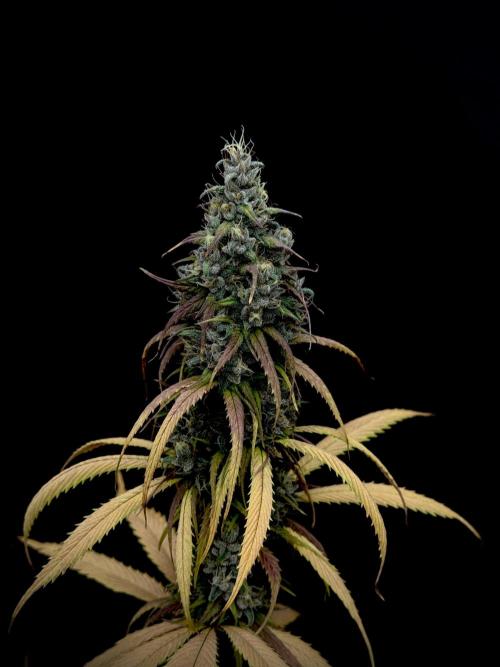 Island seeds in the Mainland. Week 17