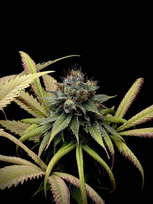 Island seeds in the Mainland. Week 17