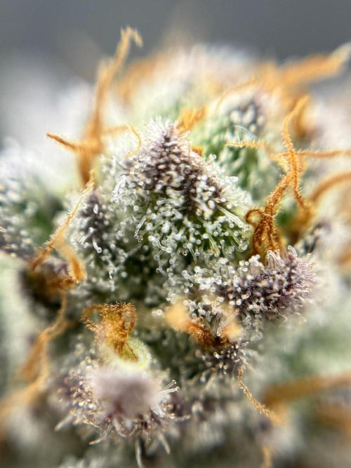 Is it a Boy or Girl? (bagseed). Week 20