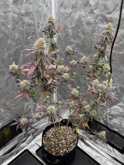 Is it a Boy or Girl? (bagseed). Week 20