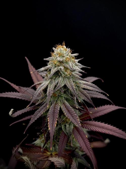 Is it a Boy or Girl? (bagseed). Week 20