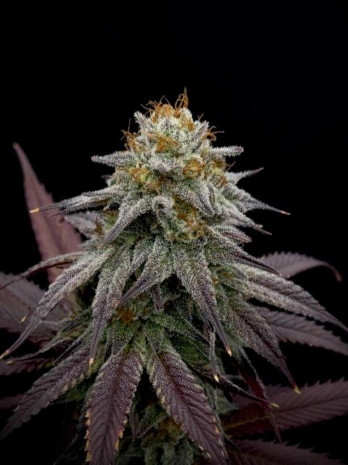 Is it a Boy or Girl? (bagseed). Week 20