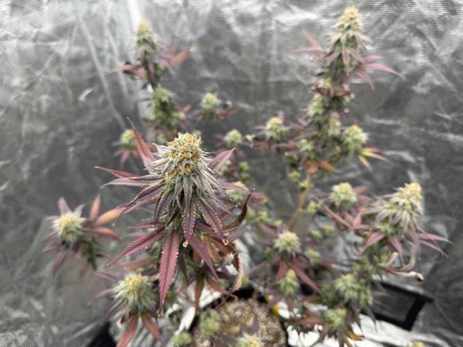 Is it a Boy or Girl? (bagseed). Week 20