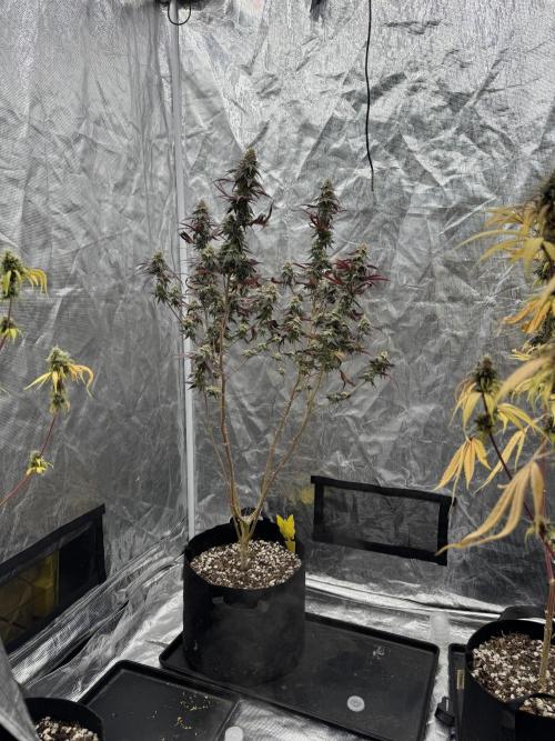 Plant Grow Lights. Week 20